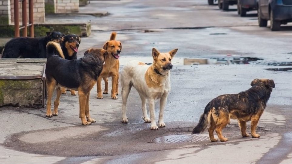 Ο δήμος Καβάλας περισυνέλεξε αδέσποτα σκυλιά στις Κρηνίδες