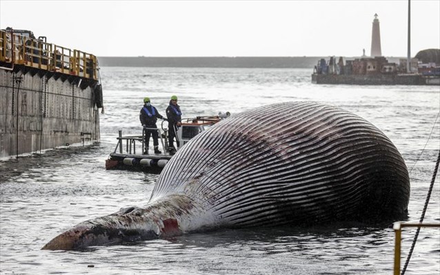 Νεκρή φάλαινα 70 τόνων στο λιμάνι του Σορέντο