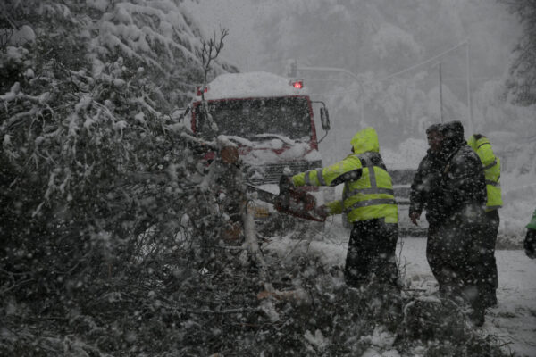 Τραγωδία στην Εύβοια: Νεκρός άνδρας που καταπλακώθηκε από δέντρο