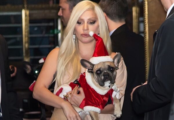 Βρέθηκαν τα δύο  γαλλικά μπουλντόγκ της Lady Gaga