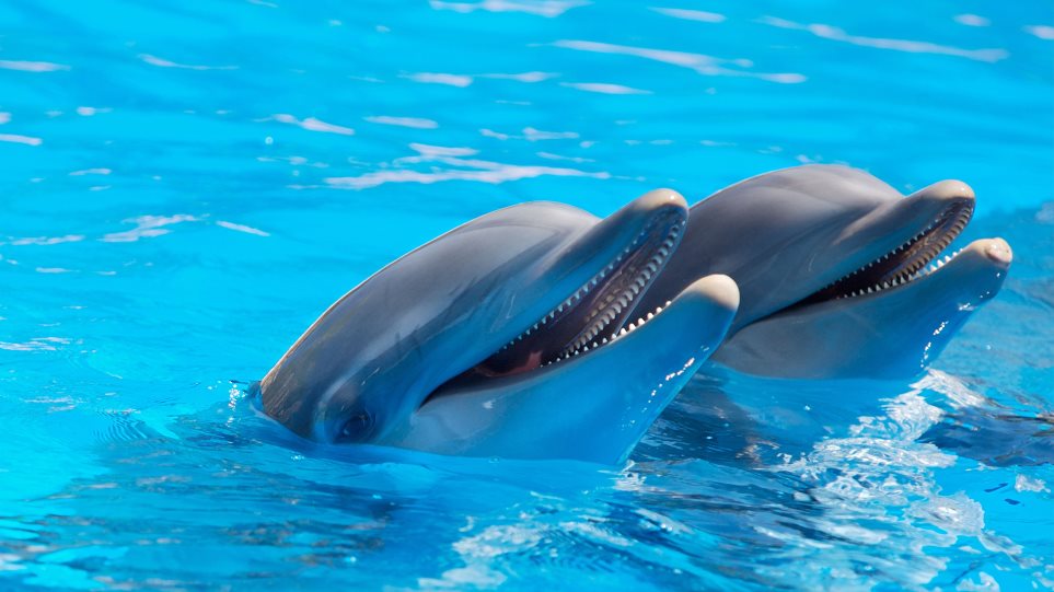 ΗΠΑ: Εκατοντάδες δελφίνια συνοδεύουν βάρκα (video)