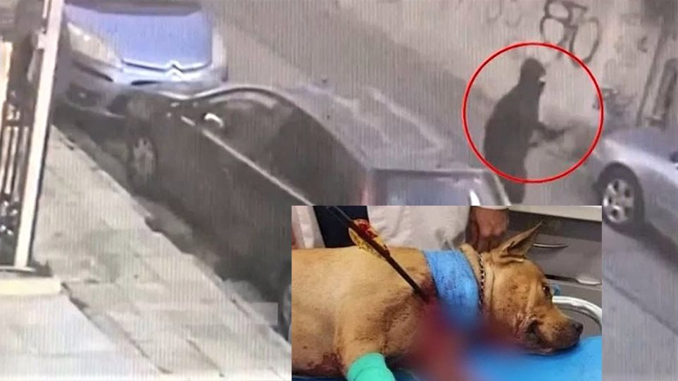 Βίντεο ντοκουμέντο από τη φονική επίθεση με τόξο σε σκύλο στην Πετρούπολη
