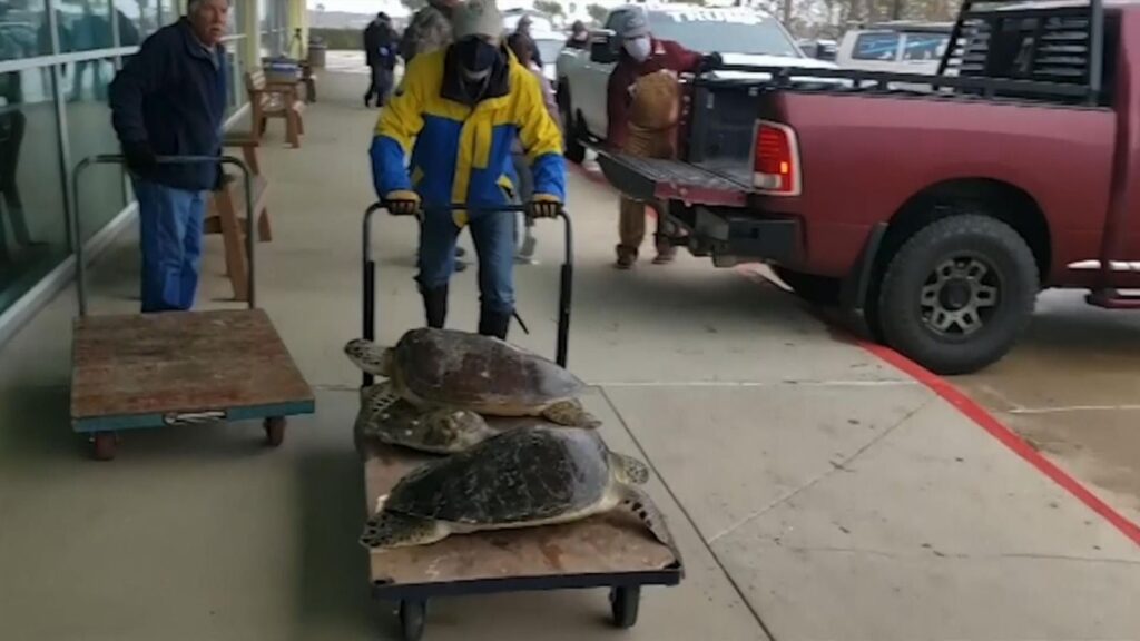 Διάσωση χιλιάδων θαλάσσιων χελωνών στο παγωμένο Τέξας (video)