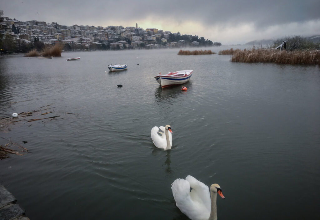 Αυτό μας έλειπε… Συναγερμός για τη γρίπη των πτηνών στην Καστοριά (video)