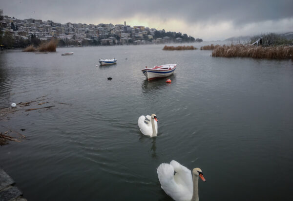 Αυτό μας έλειπε… Συναγερμός για τη γρίπη των πτηνών στην Καστοριά (video)
