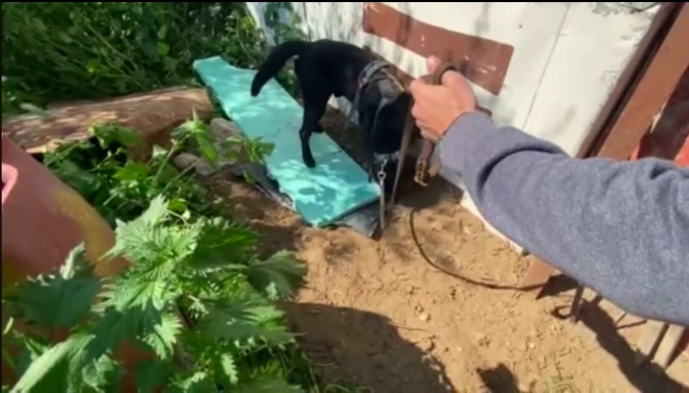 Απίστευτο βίντεο! Αστυνομικός σκύλος ανακαλύπτει θαμμένα ναρκωτικά στη Θεσσαλονίκη