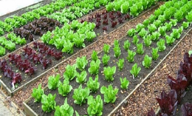 ΑΠΘ: Γίνε καλλιεργητής σε λαχανόκηπους του Πανεπιστημίου
