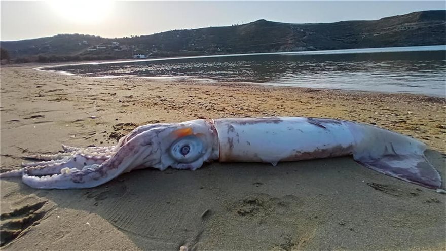 Κέα: Θράψαλο-γίγας εντοπίστηκε στην παραλία Οτζιάς