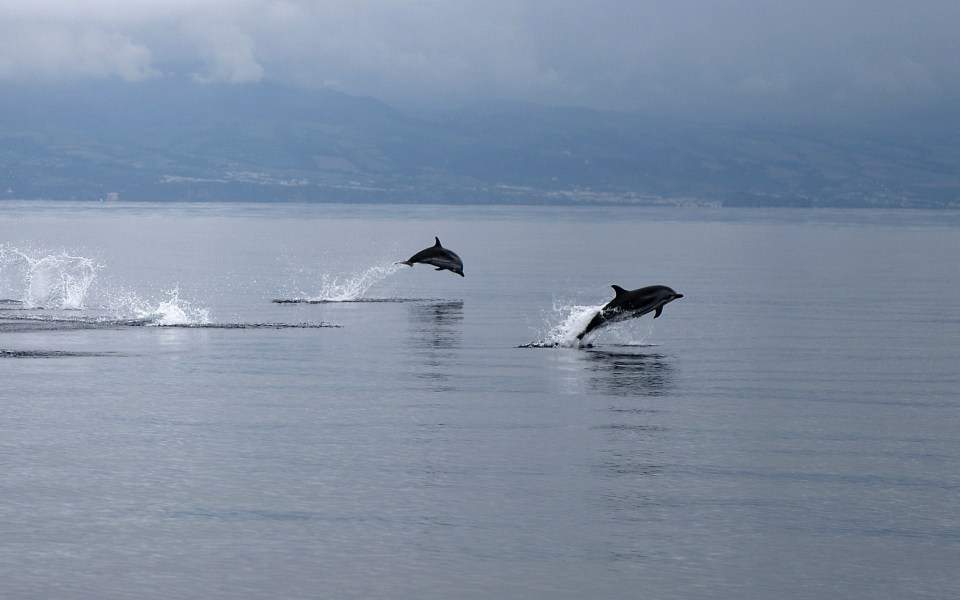 Θεσσαλονίκη: Δελφίνια «βολτάρουν» στα νερά του Θερμαϊκού (video)