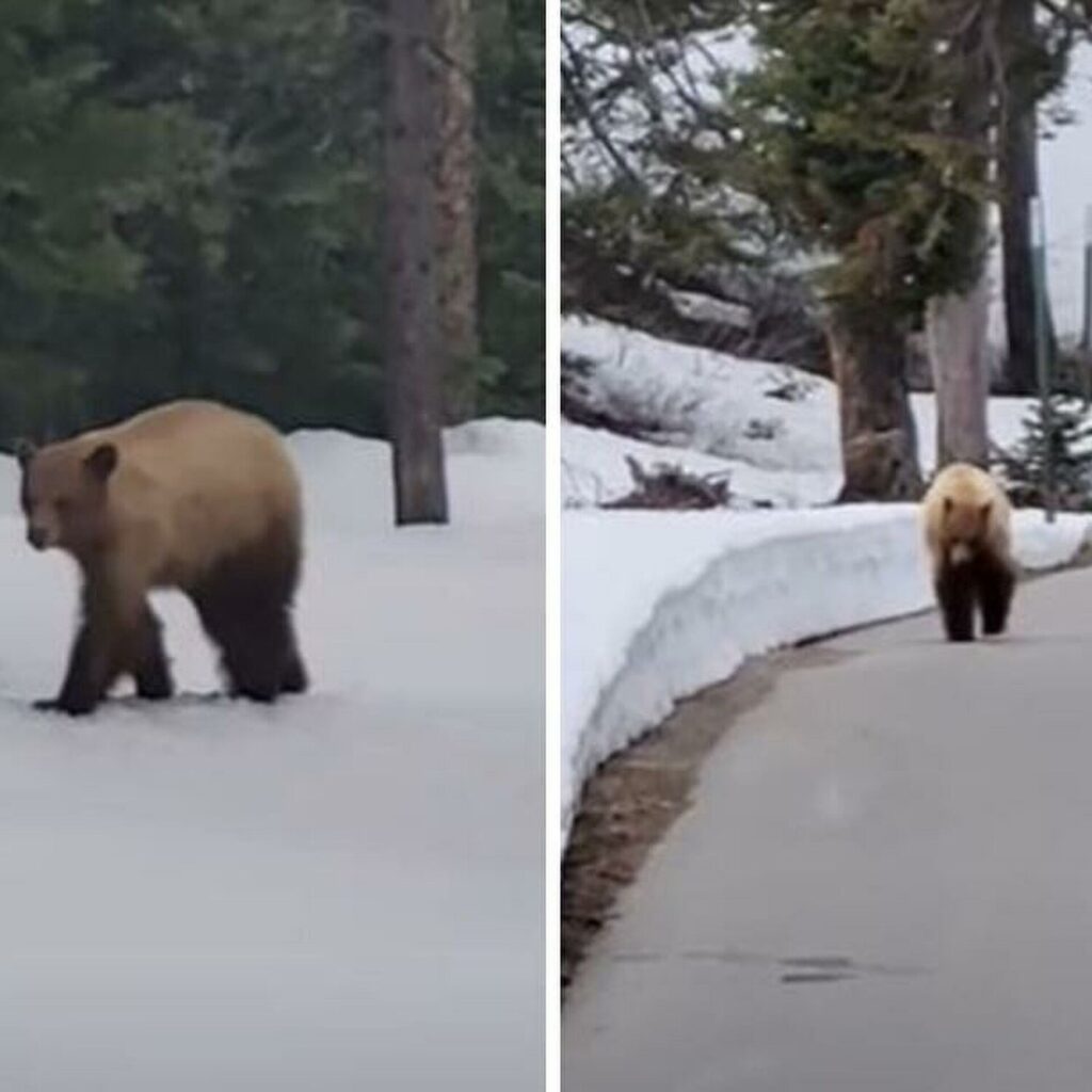 Πως ένας δρομέας κατόρθωσε να ξεφύγει από πεινασμένη αρκούδα (video)