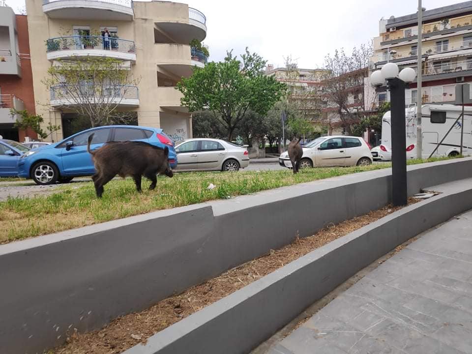 Αγριογούρουνα έκοβαν βόλτες στο κέντρο της Θεσσαλονίκης! (video)