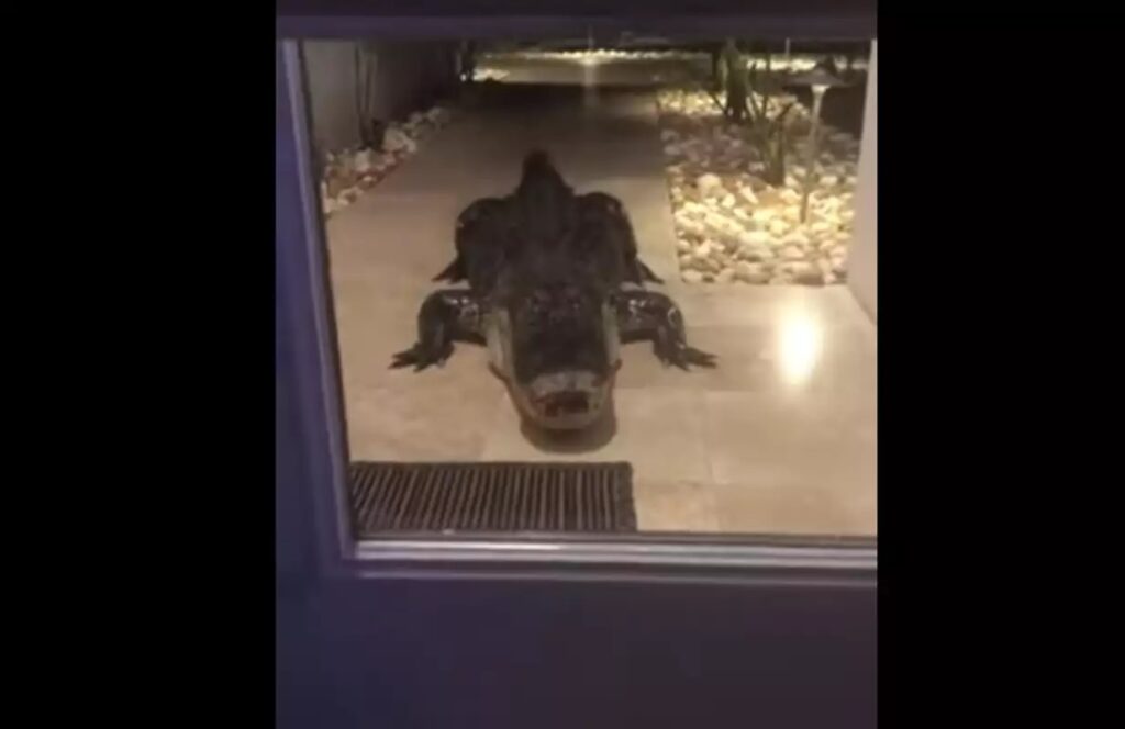 Φλόριντα: Αλιγάτορας … έξω από μια μπαλκονόπορτα έφερε πανικό
