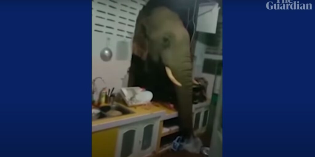 Aπίστευτο βίντεο: Ελέφαντας γκρεμίζει τοίχο σπιτιού για να φάει λίγο ρύζι!