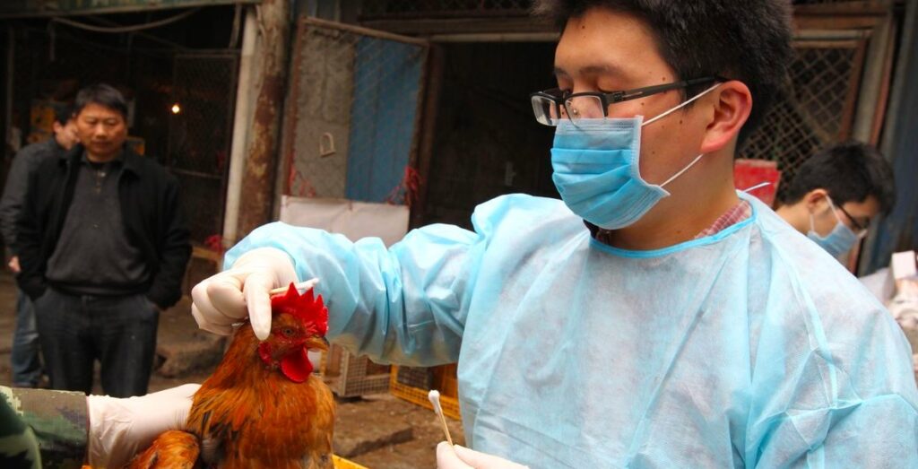 H Κίνα ανακοίνωσε το πρώτο κρούσμα σπάνιου στελέχους ιού της γρίπης των πτηνών (video)