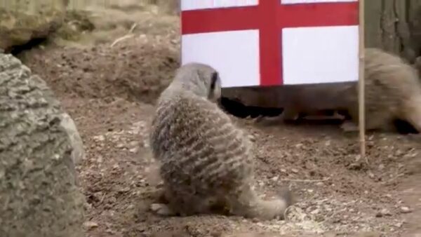 Euro 2020: Συμπαθή ζωάκια στο Λονδίνο …προβλέπουν τον νικητή του αυριανού τελικού