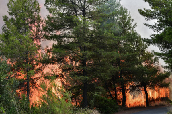 Ολονύχτια μάχη με τη φωτιά στη Γορτυνία – Ξεκίνησαν ρίψεις τα εναέρια μέσα