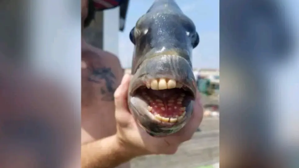 ΗΠΑ: Περίεργο ψάρι με… ανθρώπινα δόντια  έπιασαν στη Βόρεια Καρολίνα