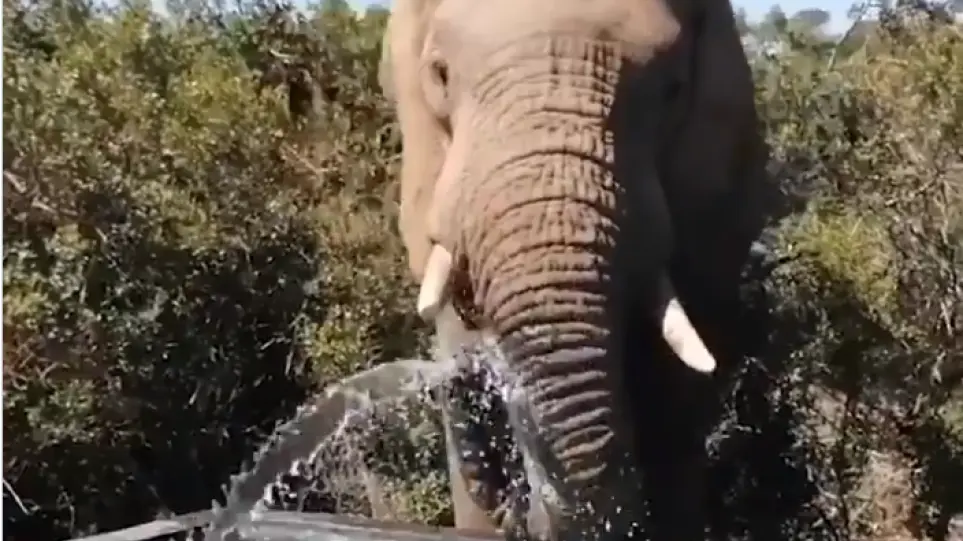 Απίστευτο βίντεο: Οικογένεια ελεφάντων εισβάλλει σε ιδιωτική πισίνα σπιτιού!