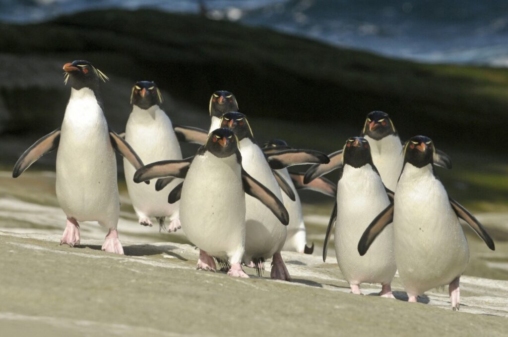 «Πιγκουίνοι: Κατάσκοποι στο πλήθος» – Νέα εξαιρετική μίνι σειρά ντοκιμαντέρ