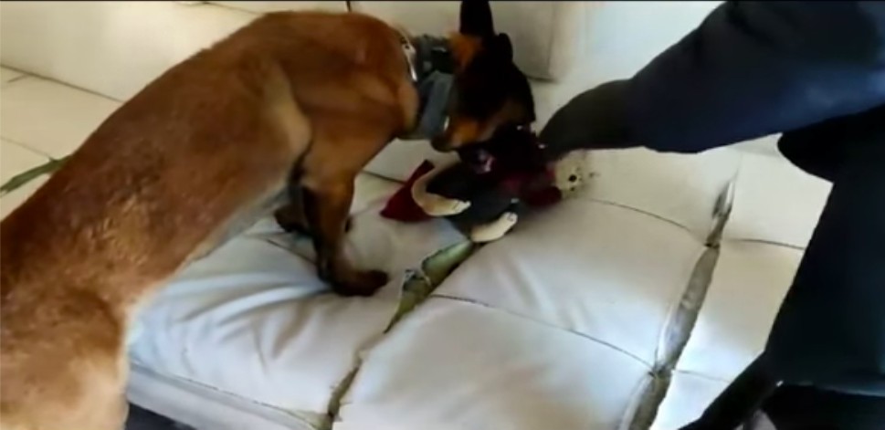Θεσσαλονίκη: Σκύλος της αστυνομίας βρίσκει ναρκωτικά μέσα σε λούτρινο αρκουδάκι! [βίντεο]
