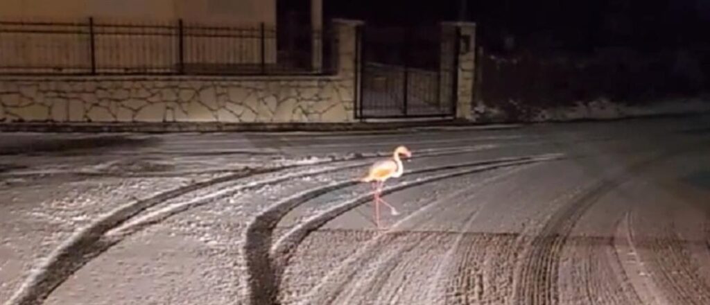 Ένα φλαμίνγκο στα χιόνια στην Ευρυτανια! (βίντεο)
