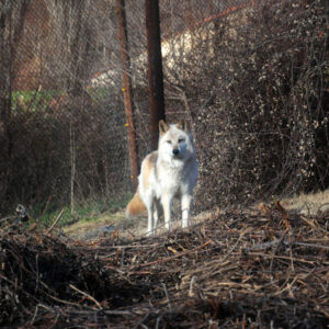 Πάρνηθα: Λύκος επιτέθηκε σε παρέα περιπατητών στη διαδρομή  Κρυονέρι – Βασιλικά Κτήματα