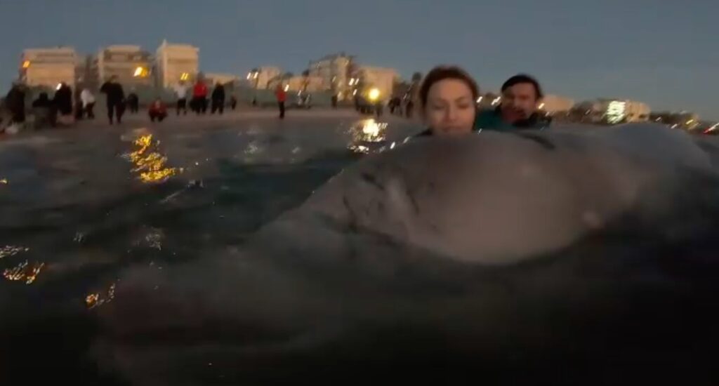 Εθελόντρια τραγουδάει στην τραυματισμένη φάλαινα [βίντεο]