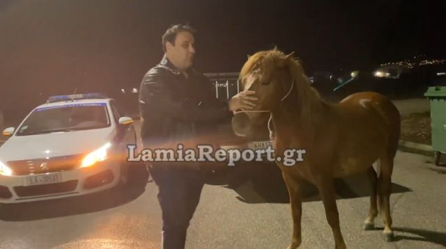Λαμία: Κυνηγούσαν αδέσποτο άλογο μέσα στην πόλη! [βίντεο]