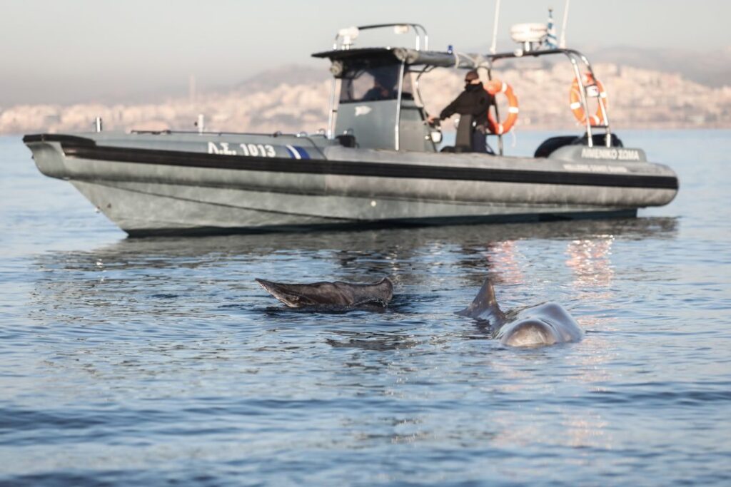 Στα ανοικτά του Σαρωνικού η νεαρή αρσενική φάλαινα – Παραμένουν σε επαγρύπνηση διασώστες και Λιμενικό