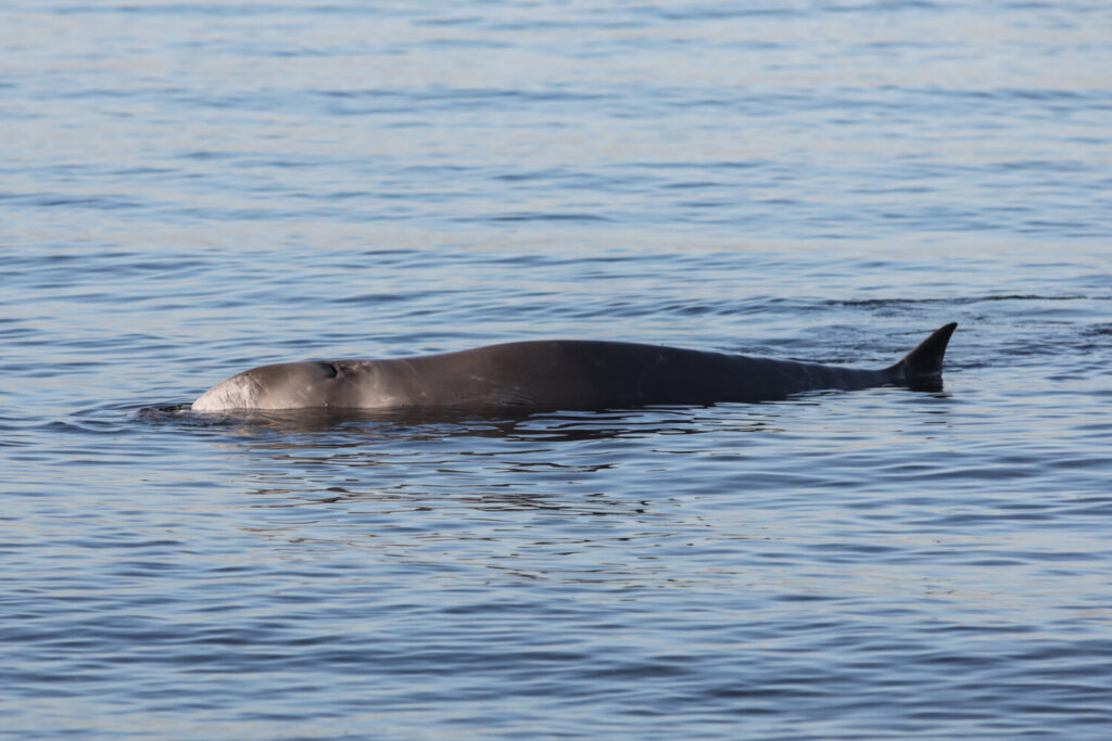 Φάλαινα φυσητήρας στην παραλία Αλίμου – Έχει τραυματιστεί και κινδυνεύει