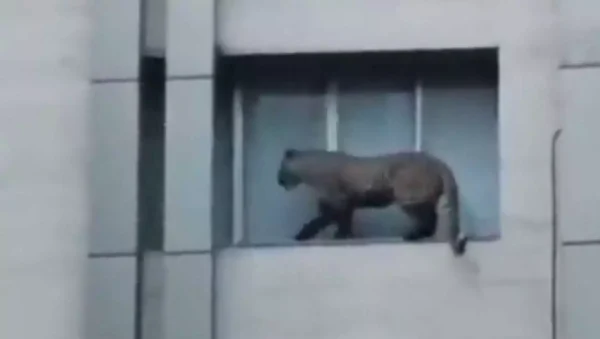 Ιράν: Λεοπάρδαλη «κόβει βόλτες» στο δρόμο σκορπίζοντας πανικό (video)