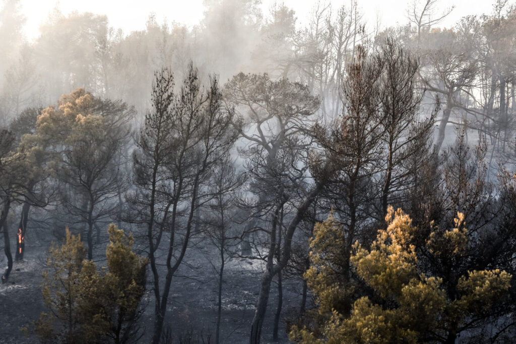 Φωτιά στα Μέγαρα: Μάχη με τις φλόγες για τις διάσπαρτες εστίες – Κάηκαν τουλάχιστον 2 σπίτια και μεγάλη έκταση δάσους