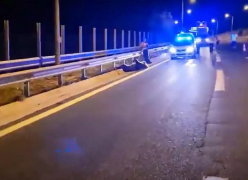 Κοζάνη: Αρκούδα συγκρούστηκε με αυτοκίνητο στην Εγνατία Οδό (video)
