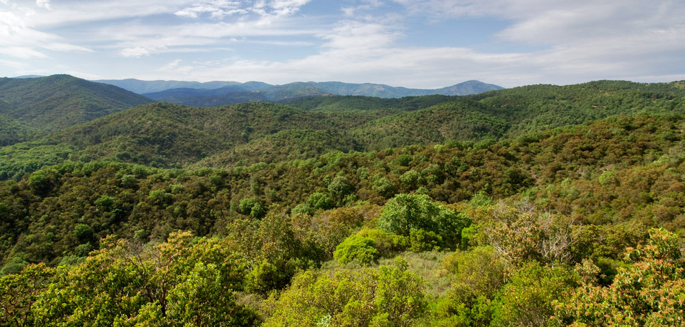 Το Εθνικό Πάρκο Δάσους Δαδιάς – Λευκίμης – Σουφλίου – Η σημασία και το σπάνιο οικοσύστημα