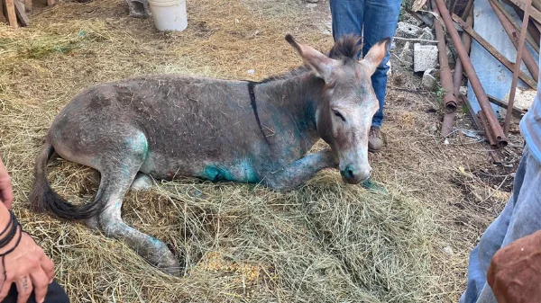 Ζίτσα: Πολλά και  βαθιά τα τραύματα που έχει το γαϊδουράκι – Θα μεταφερθεί για νοσηλεία   στην Αττική