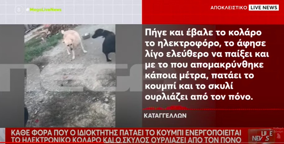 Κρητικός έκανε ηλεκτροσόκ σε σκύλο (video)