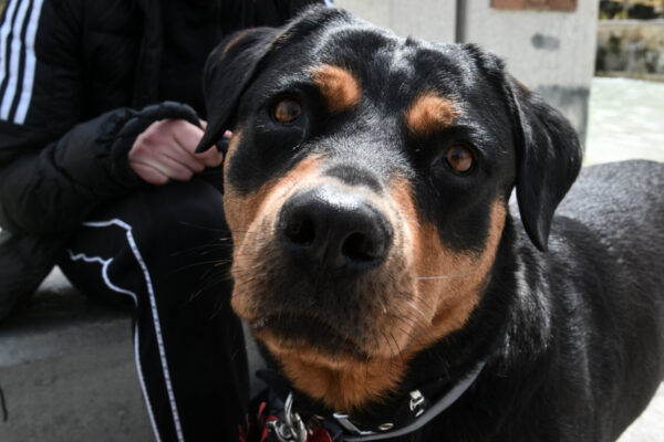 Σέρρες: Σκότωσαν με φόλα το σκυλί δημάρχου – Επικήρυξε με 2.000 ευρώ τους δράστες