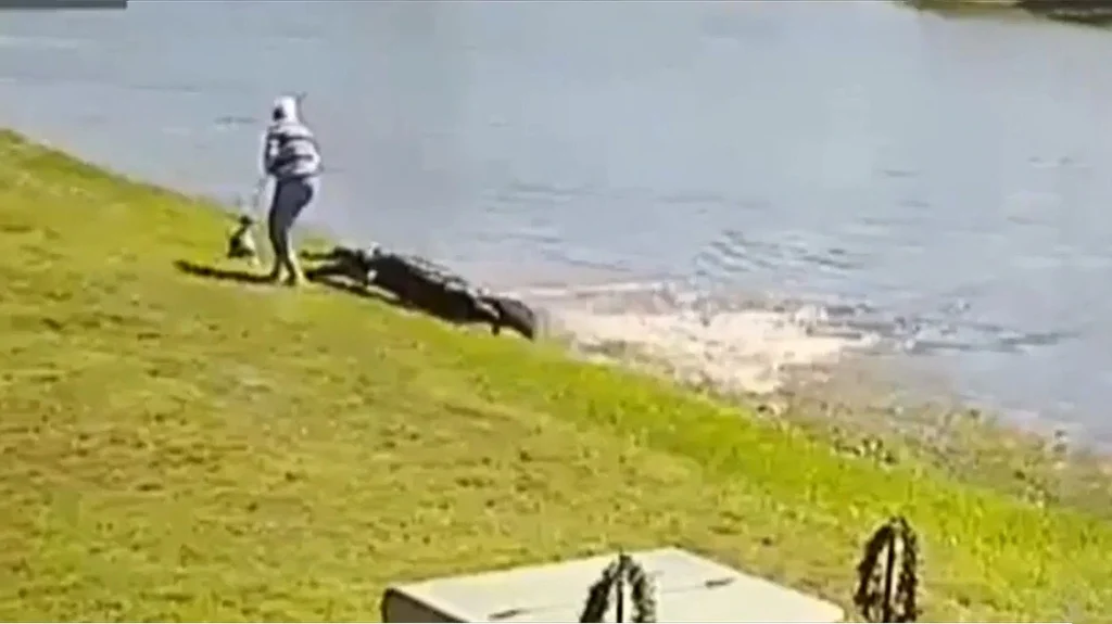 ΗΠΑ: Σοκ από την  θανατηφόρα επίθεση αλιγάτορα σε 85χρονη στη Φλόριντα – « Θεέ μου την έπιασε» (video)