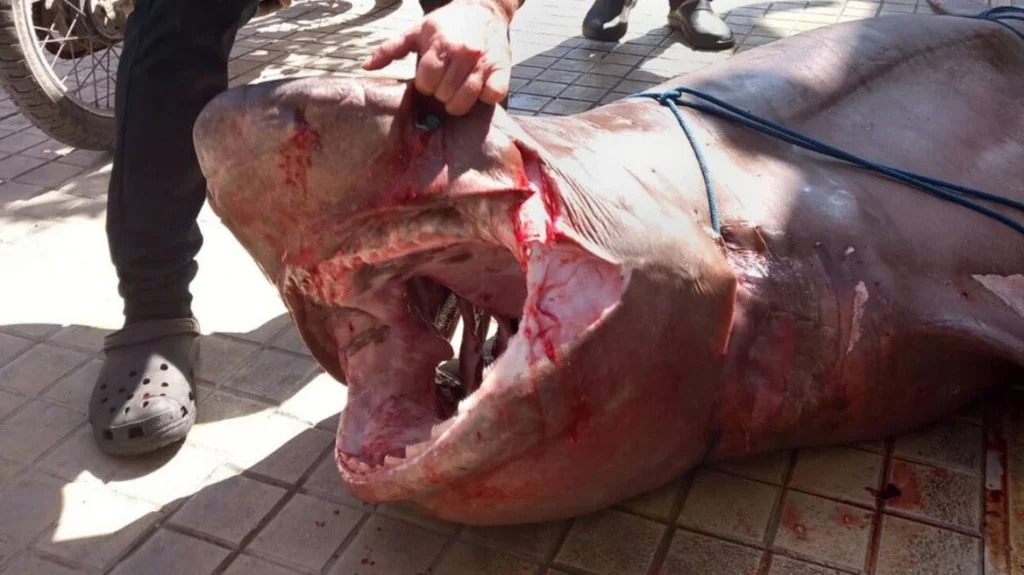 Ιεράπετρα: Ψαράδες έπιασαν στα δίχτυα τους σπάνιο καρχαρία 300 κιλών – Δείτε βίντεο