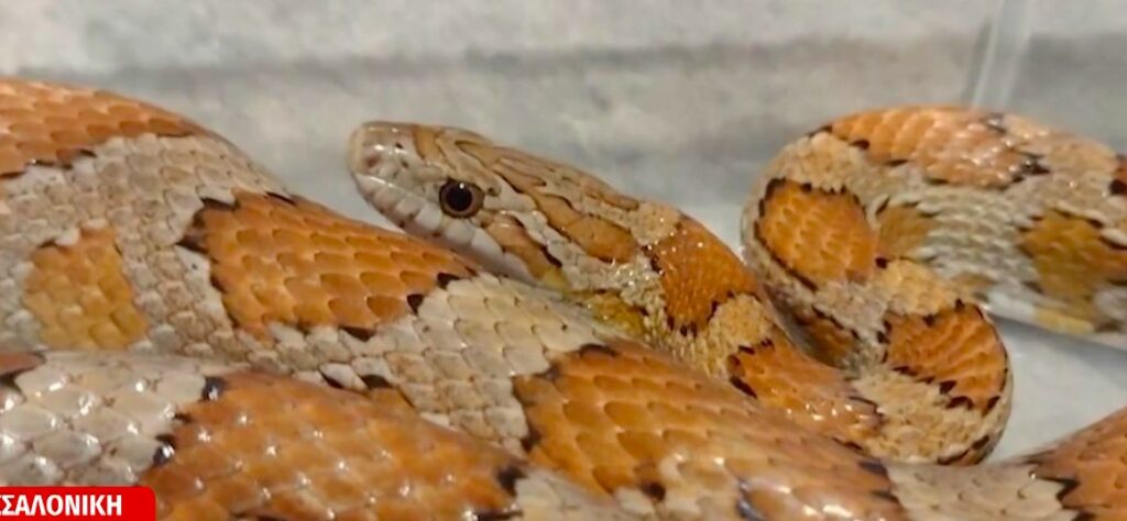 Θεσσαλονίκη: Κατοικίδιο φίδι βρέθηκε σε άλλο σπίτι! (βίντεο)