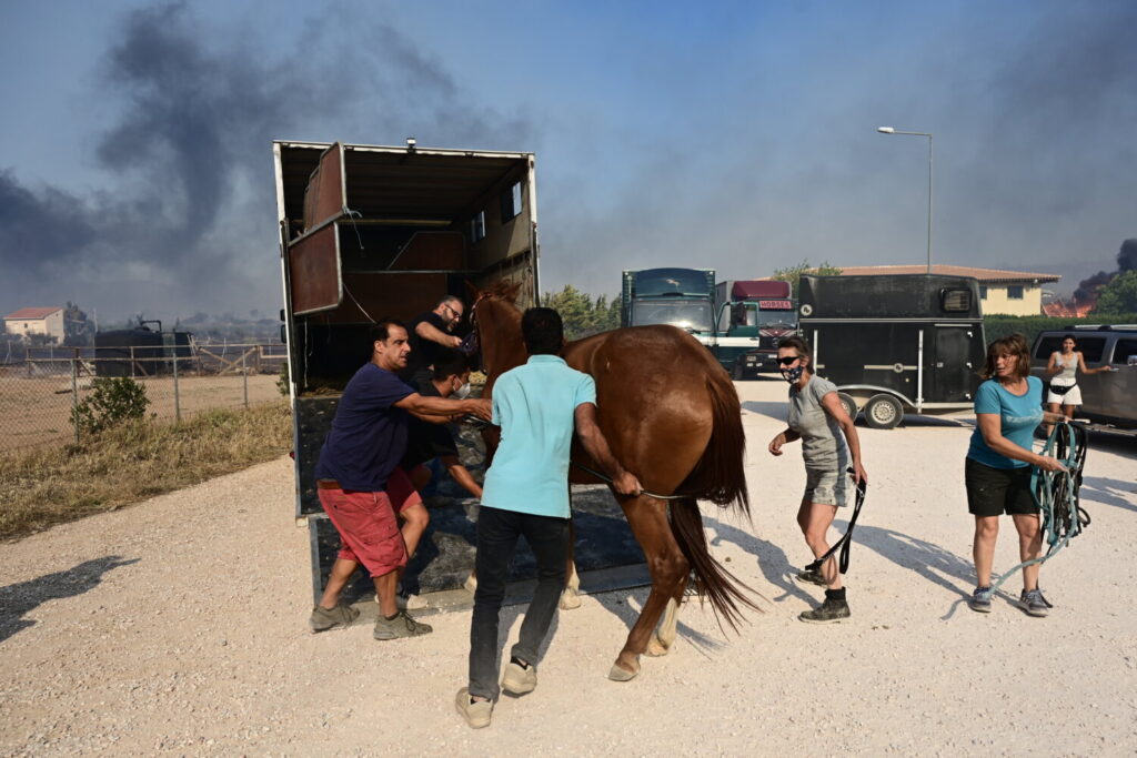 Ανάβυσσος: Μεταφέρθηκαν, με ασφάλεια, τα άλογα από τον ιππικό όμιλο (εικόνες)