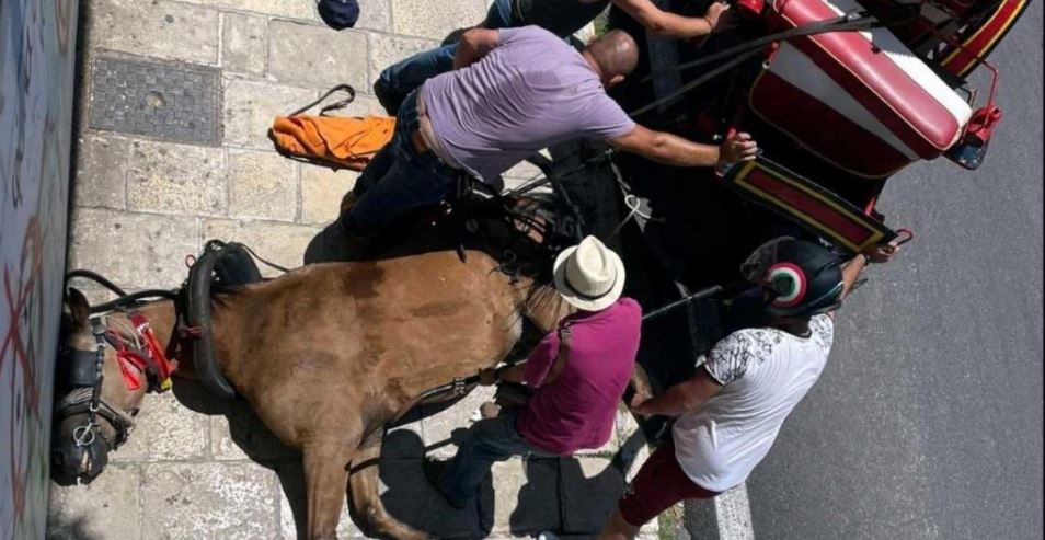 Κέρκυρα: Πρόστιμο 30.000 ευρώ & σύλληψη του ιδιοκτήτη του αλόγου που ξεψύχησε στην άσφαλτο (video)