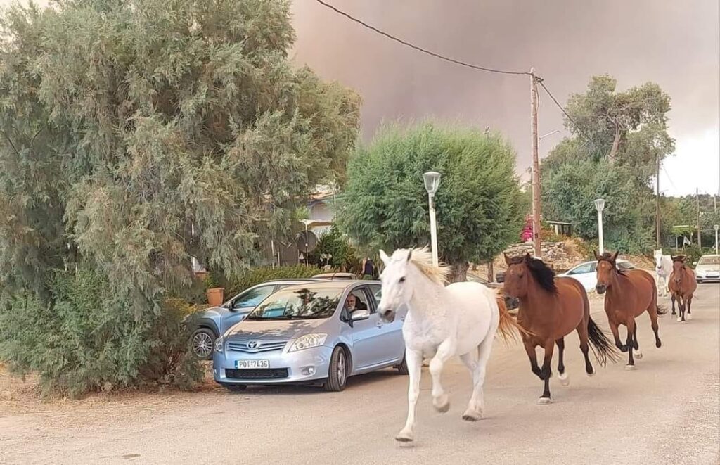 Φωτιά στην Ρόδο: Τα άλογα τρέχουν να σωθούν από την πύρινη λαίλαπα