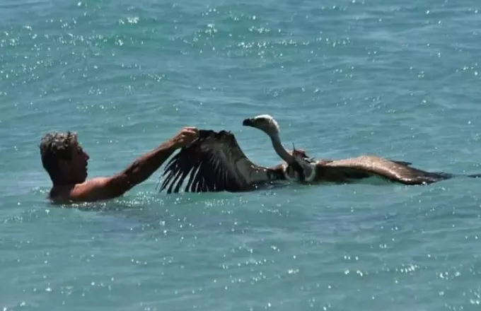 Σητεία: Λουόμενος έσωσε γύπα που έπεσε στη θάλασσα και παραλίγο να πνιγεί – Τον «βαφτισε» Μαθιό!