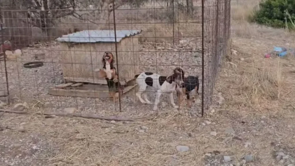 Φωτιά στη Ρόδο: Αστυνομικοί και εθελοντές έσωσαν σκυλιά που ήταν κλειδωμένα σε κλουβιά – Δείτε βίντεο