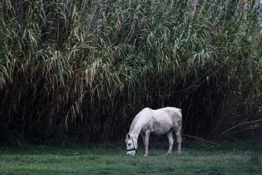 Χαλκίδα: Φρίκη με νεκρό άλογο που πέθανε μετά από βασανιστήρια