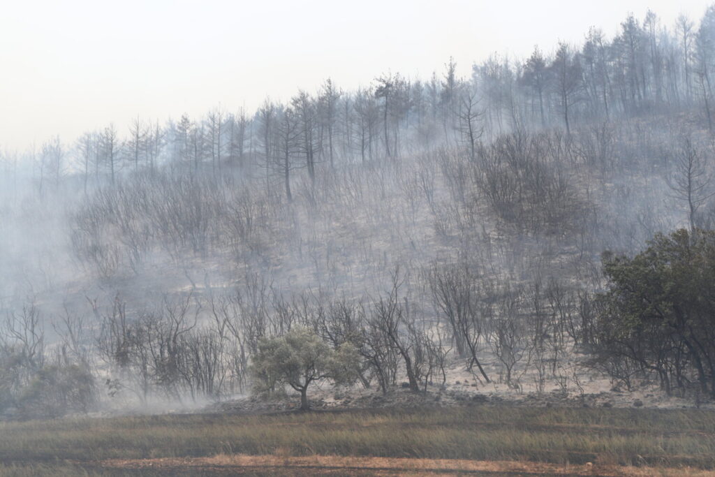 Φωτιά στον Έβρο: «Το πιο πιθανό να μην έχουμε ξανά το δάσος της Δαδιάς, ήταν καταστροφή μη αναστρέψιμη» (video)