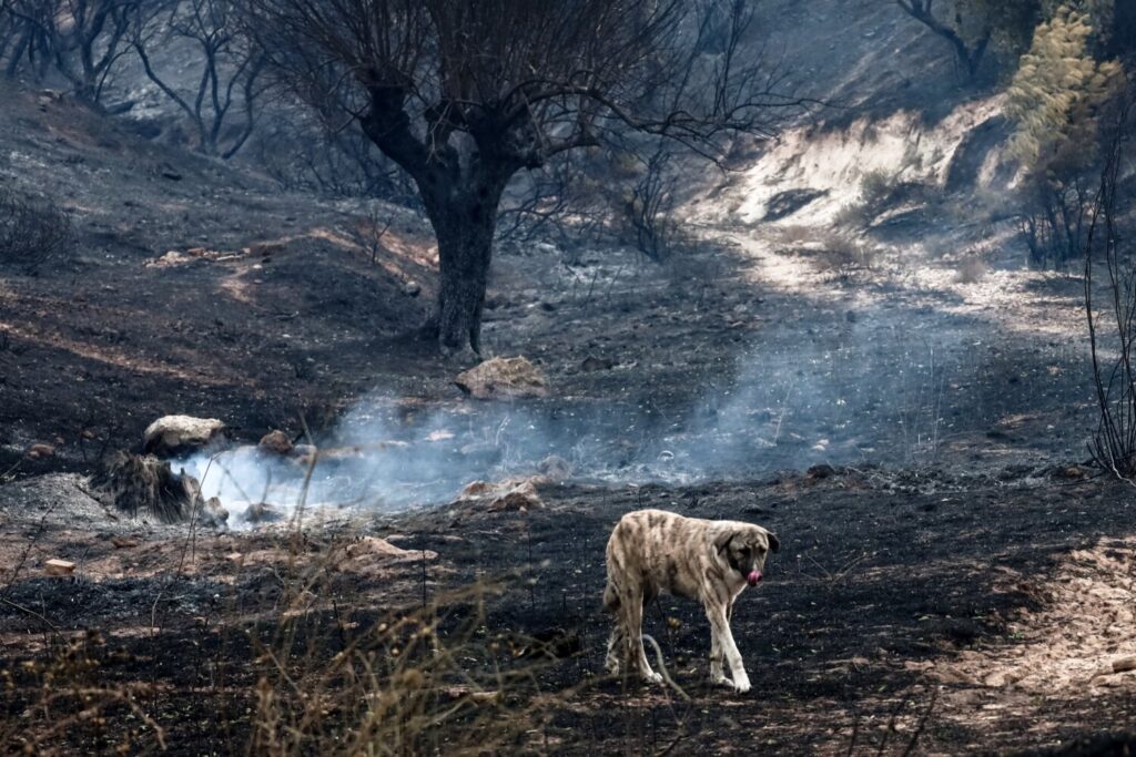 Χαλκίδα: Βίντεο από τη στιγμή που 52χρονος εμπρηστής  βάζει φωτιά