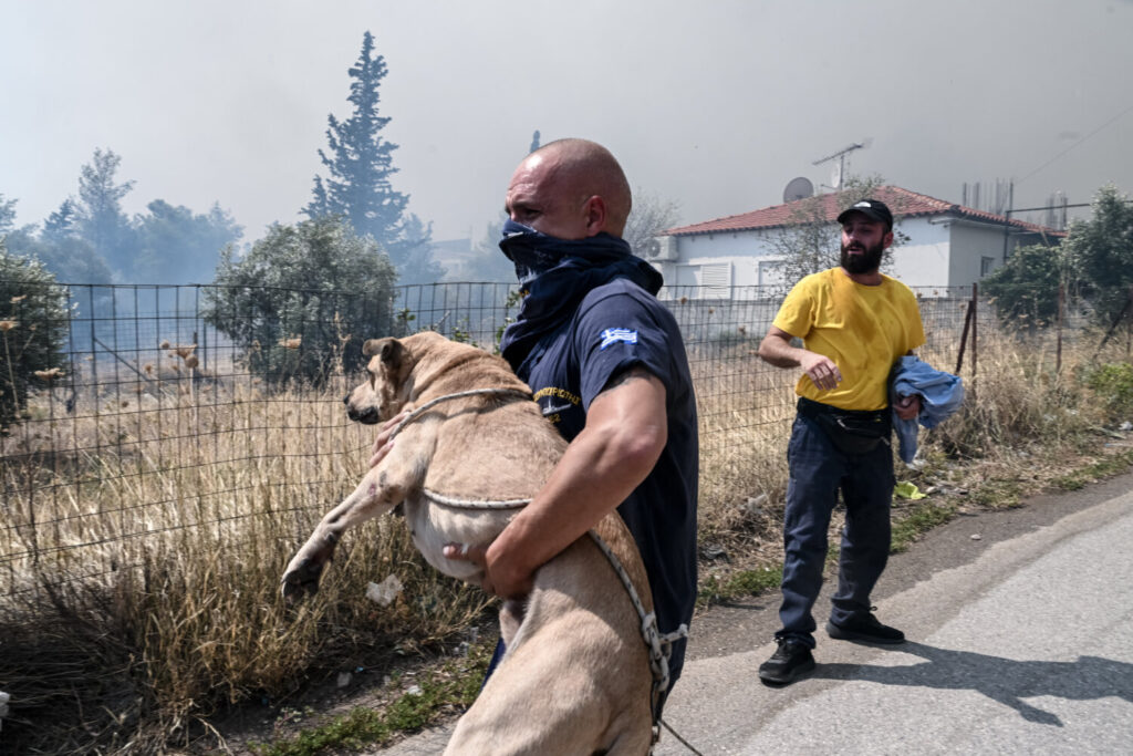 Φωτιά στην Πάρνηθα: Αγωνιώδεις προσπάθειες για να σωθούν τα ζώα από πολίτες και εθελοντές