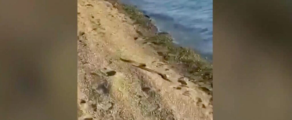 Πανικός σε παραλία στην Εύβοια από φίδι που κολυμπούσε! (video)